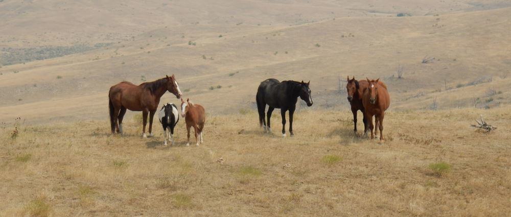 A group of horses we passed on private land between battlefield sites.