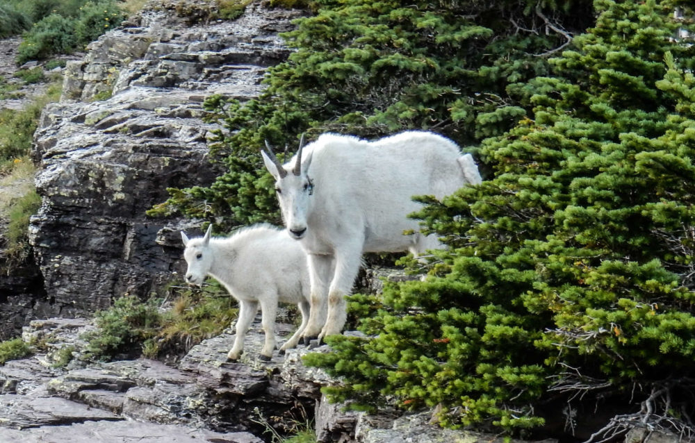 Momma Mountain Goat and Kid