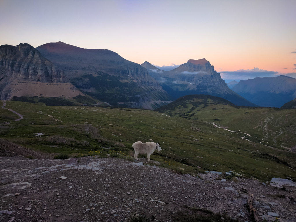 Male Mountain Goat near the Hidden Lake Trail