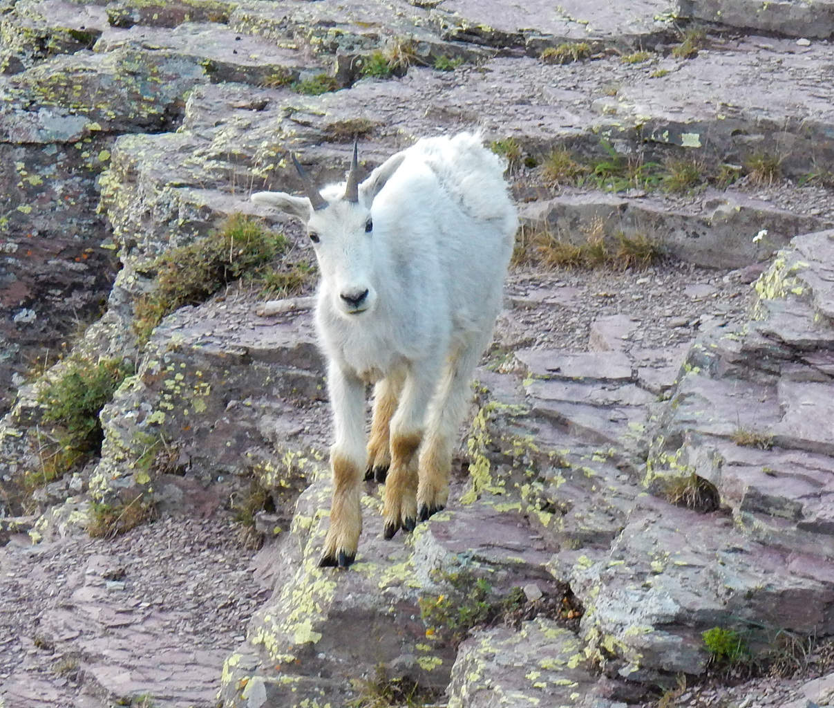 Solo Mountain Goat kid