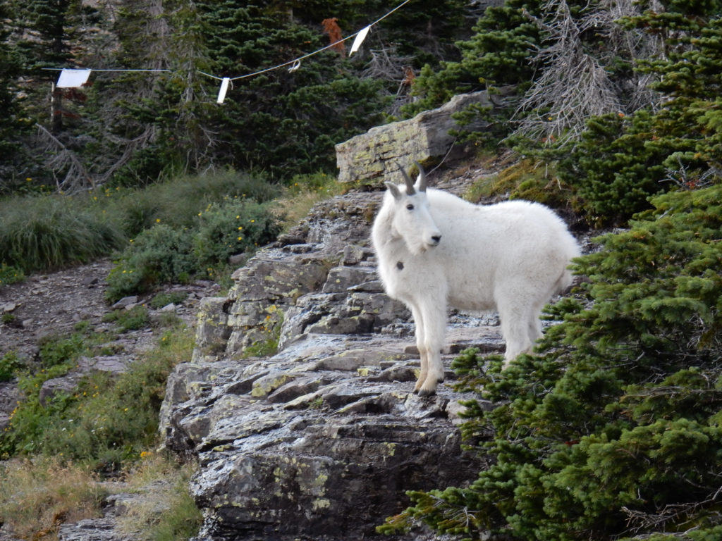 Mountain Goat with Radio Collar