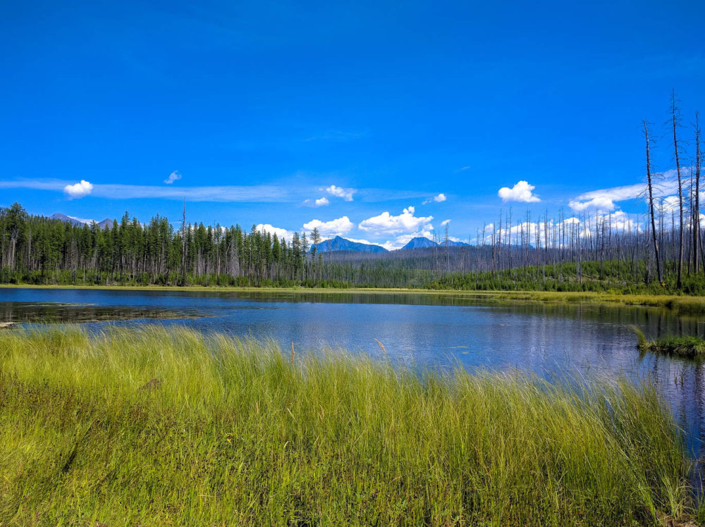 Grass in Howe Lake