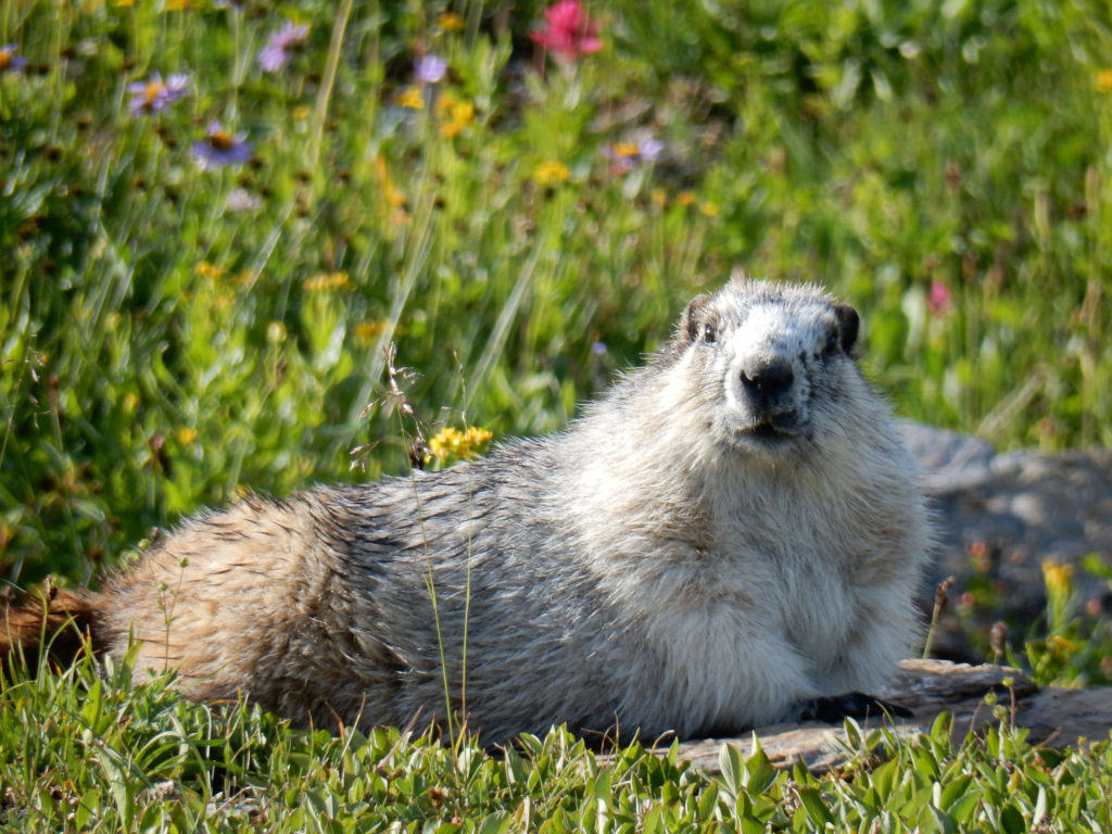 Hoary Marmot