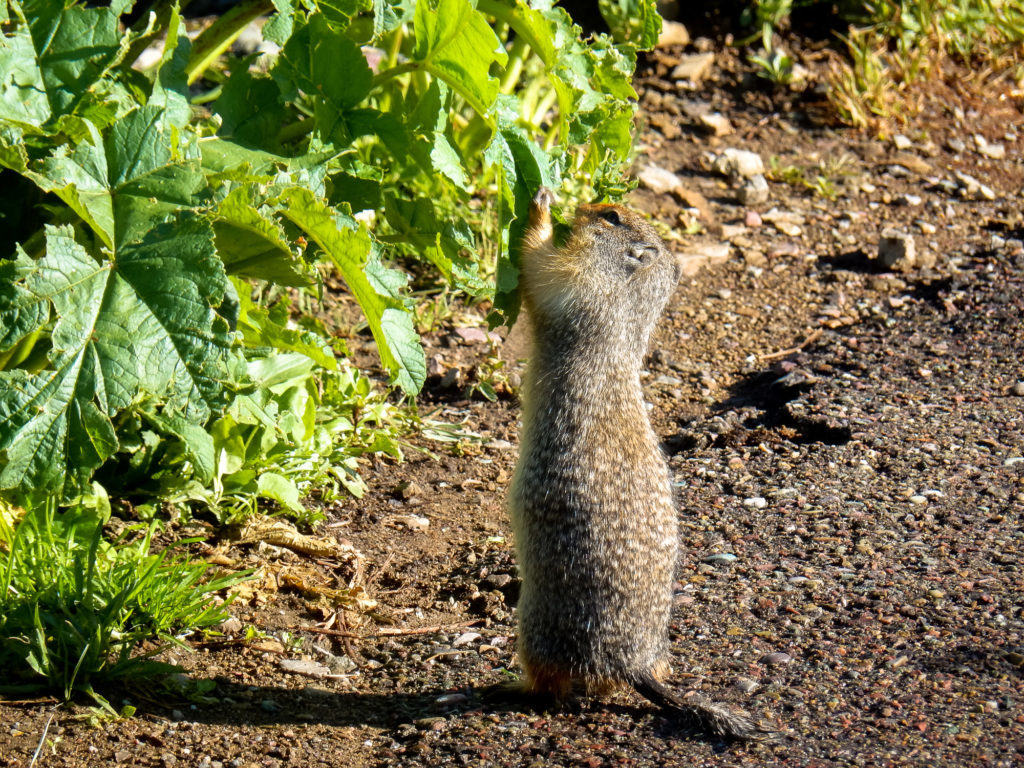 Columbian Ground Squirrel