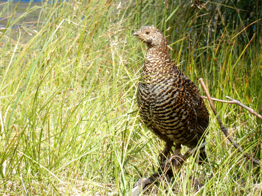 Many Glacier Ptarmigan