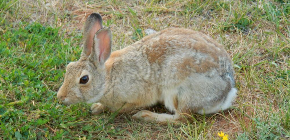 There were some rabbits at the site, Trail is badly allergic to rabbits.