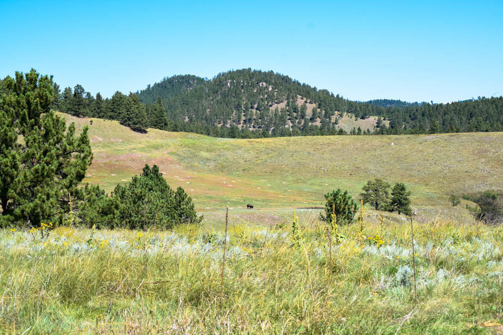 Surrounded by a Sea of Grass