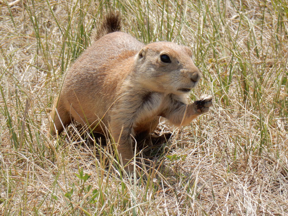 Prairie dogs fat