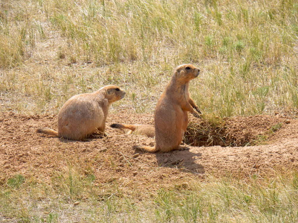 Prairie Dogs