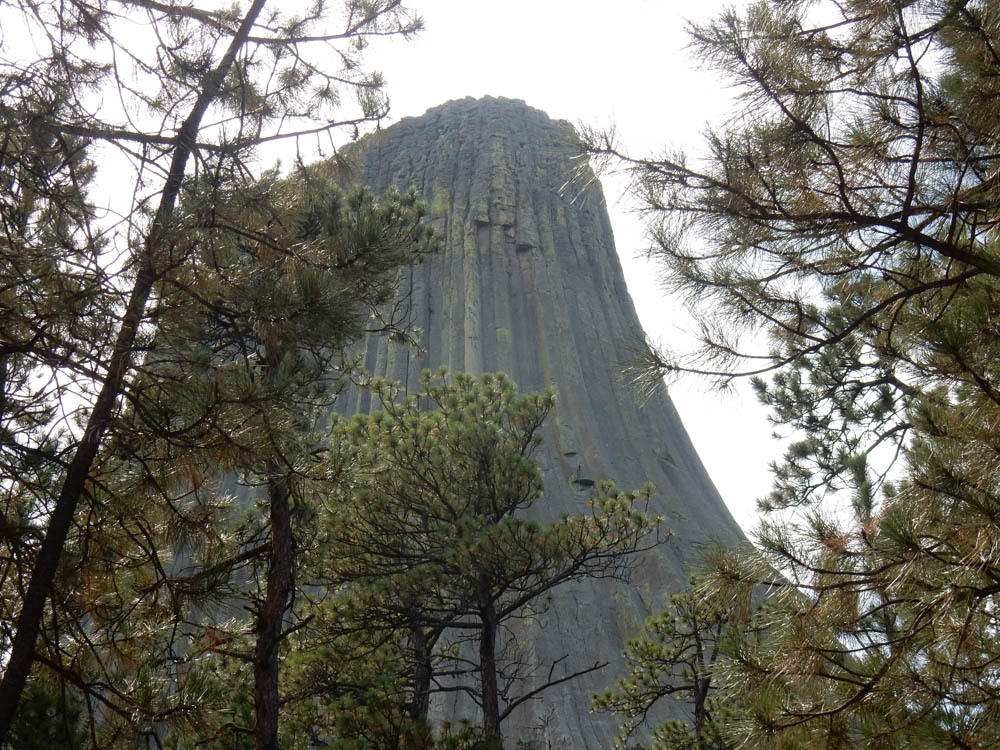 The Tower Trail mostly winds through a Ponderosa Pine Forest