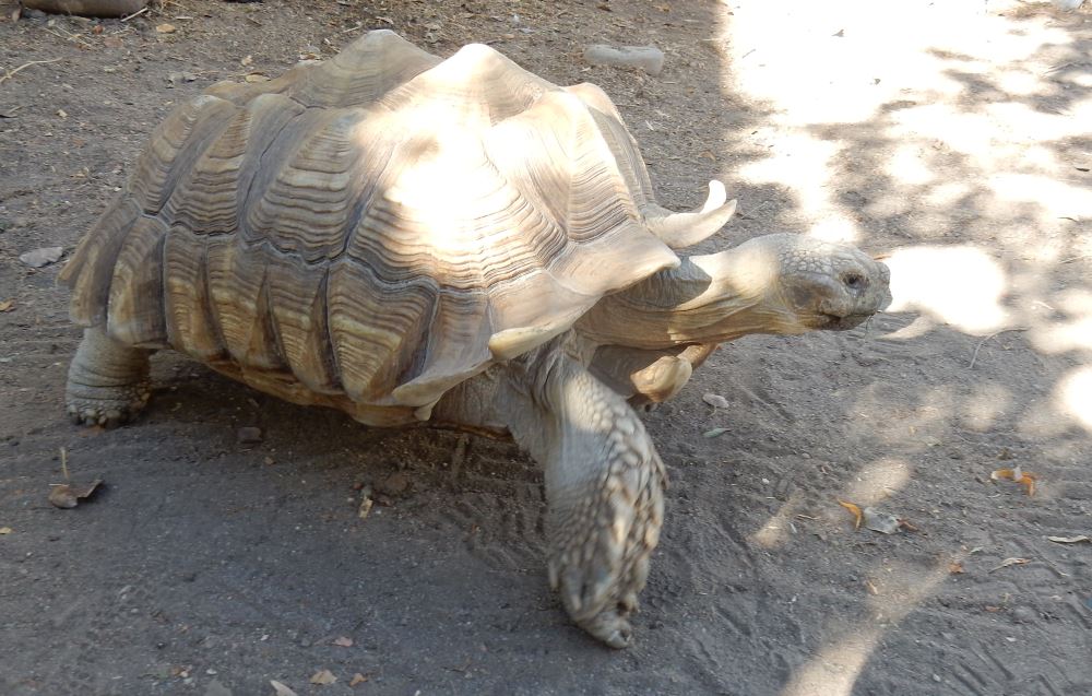 I spent some quality time with Durango here, just a really cool animal. Super cool shell and amazing skin, like a walking tank.