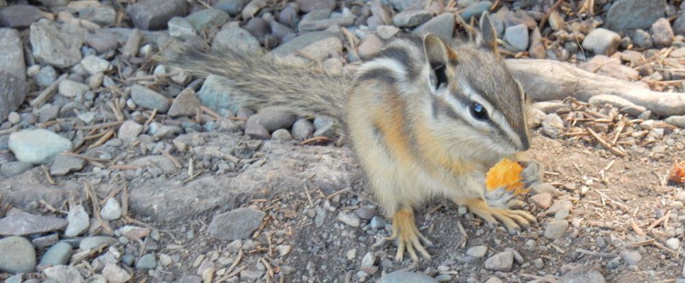 Mr Chipmunk eats a nut.