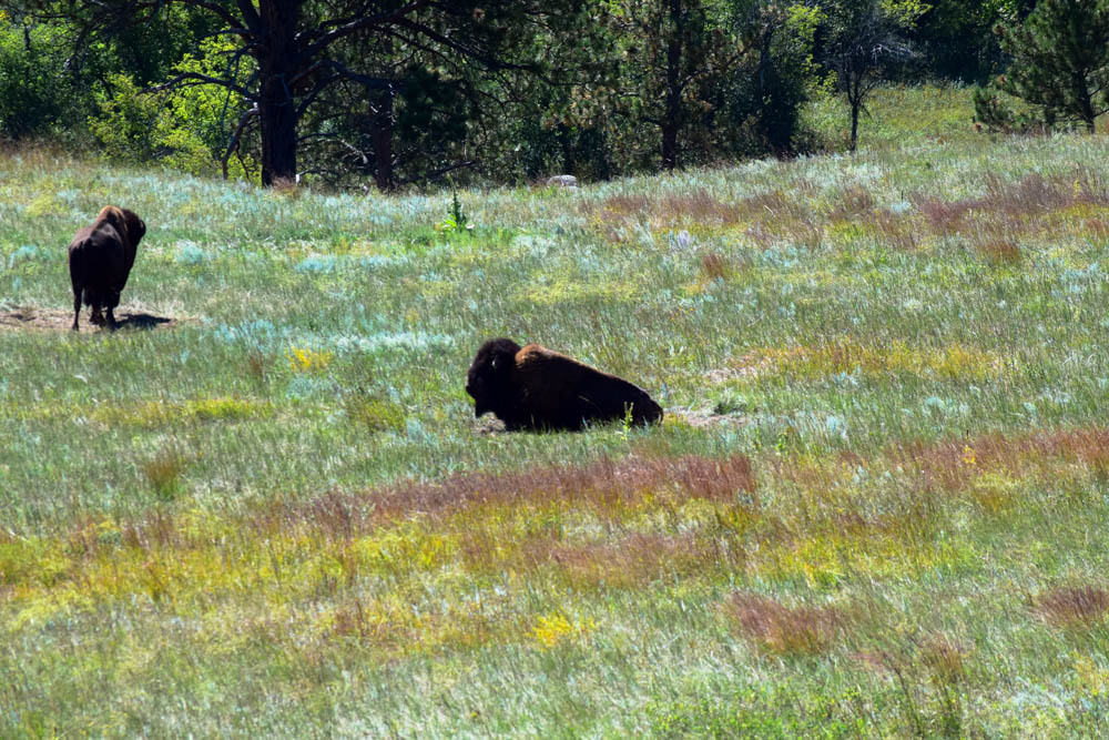 Wind Cave Bison