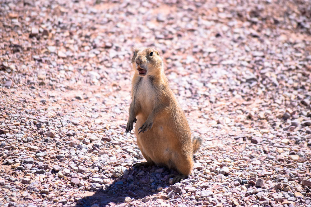 Black Tail Prarie Dogs love to Yip and Yap