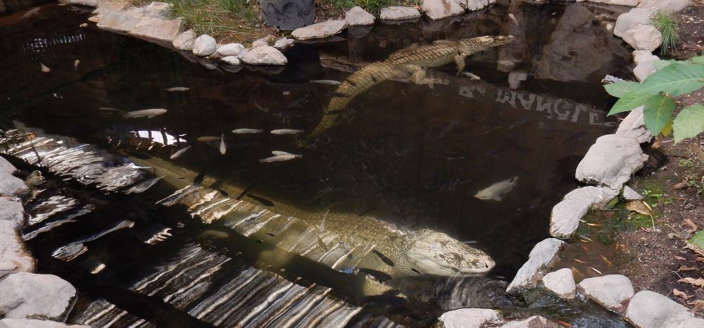 These are gorgeous in person but hard to get a good photo of. Note all the fish hanging out in the gator pool.