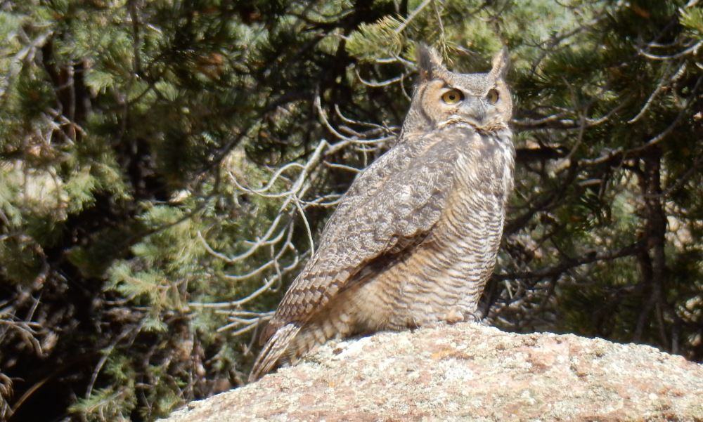 Great Horned Owl