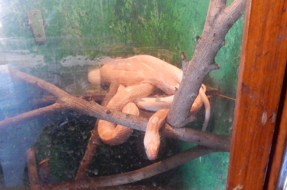 This snake is in an old dresser made into an enclosure. Like a lot of them, the outside is grimy but the inside is very clean and well maintained.
