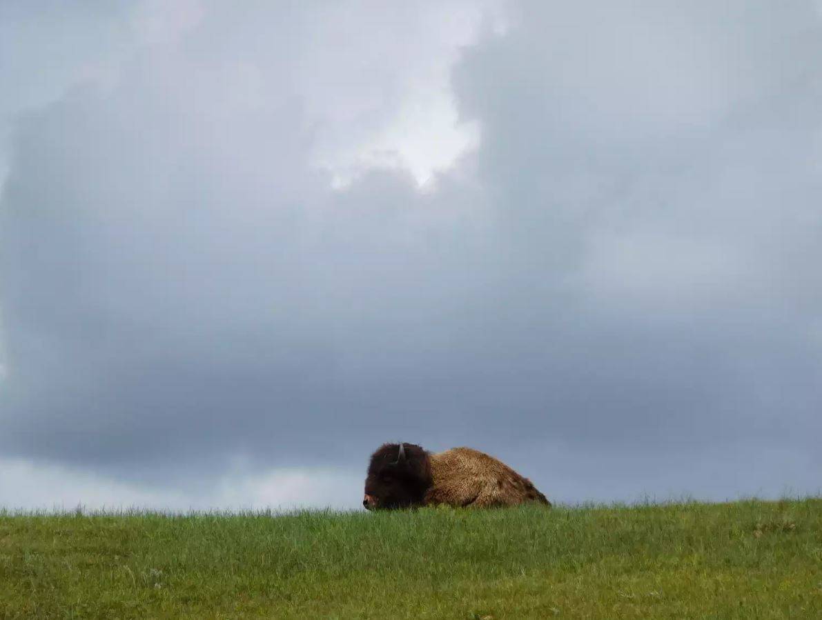 Wind Cave Bison Flats