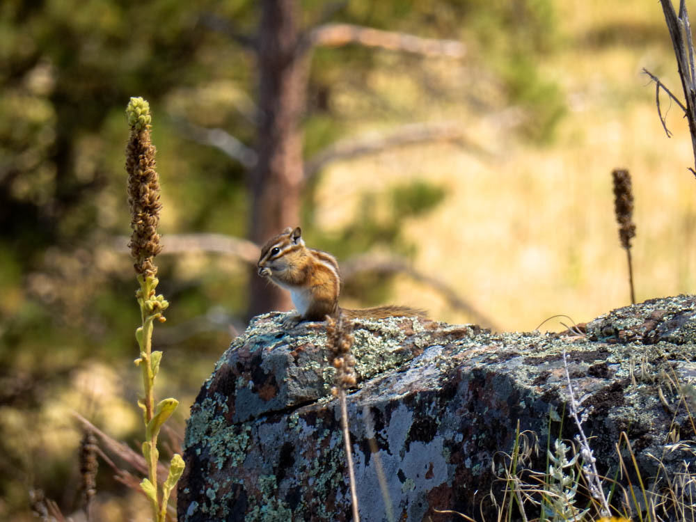 Lesser Chipmunk