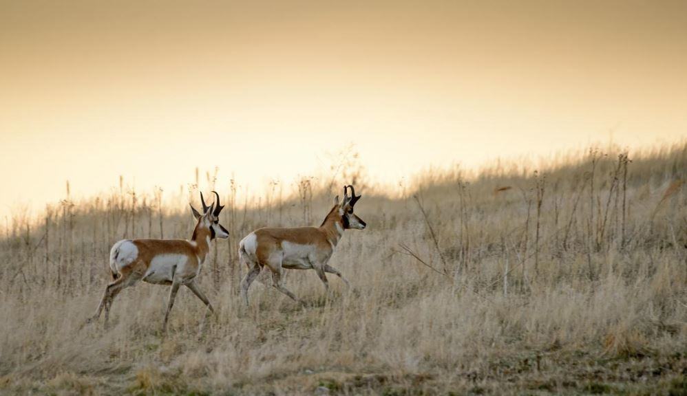 Pronghorn roaming among the grass