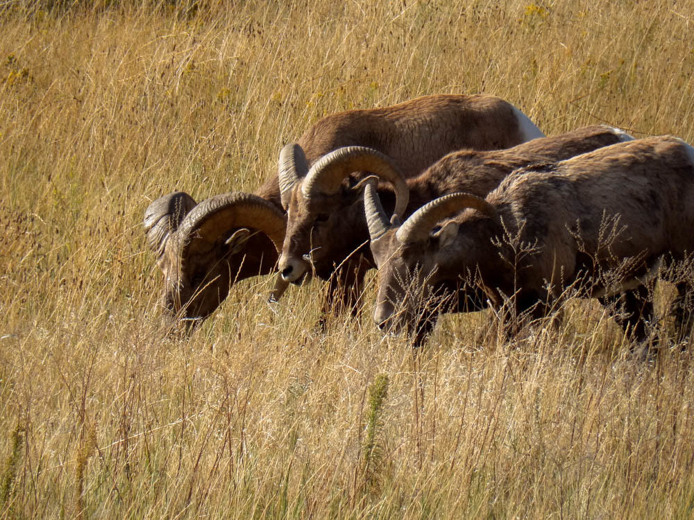 Tasty Badlands Grass!