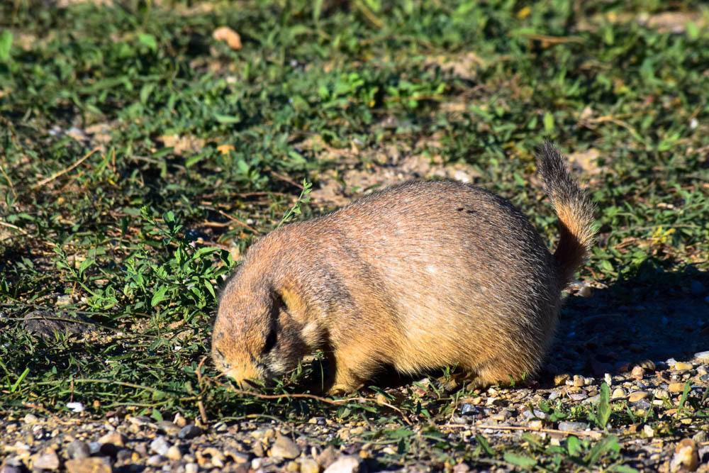 Chubby prairie dog