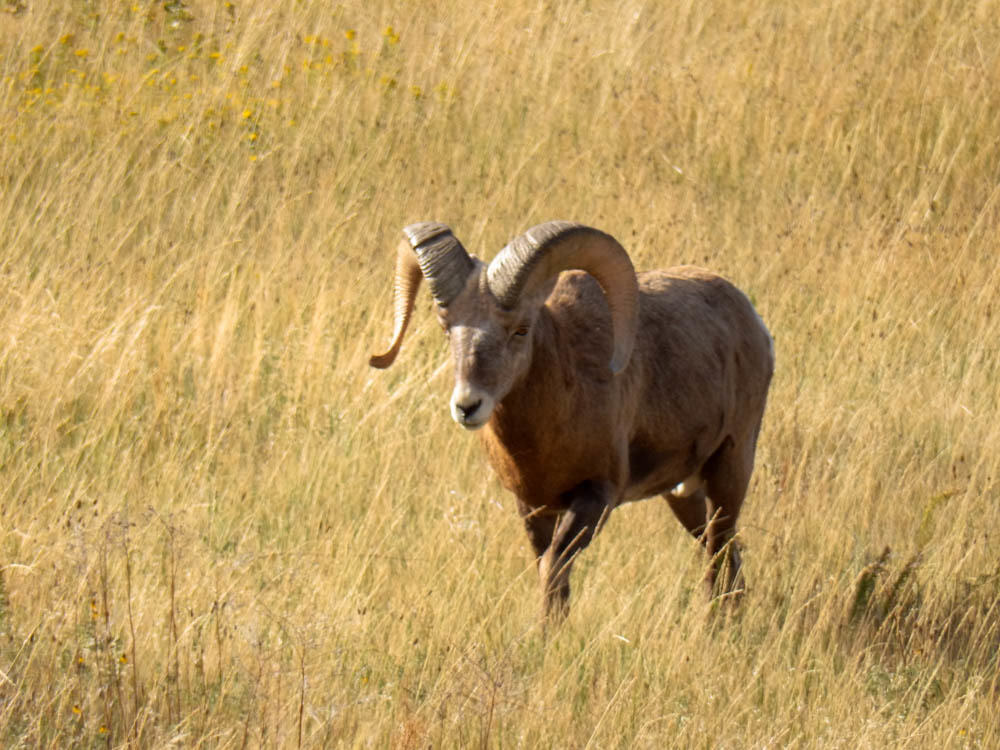 Bighorn sheep owns all of it