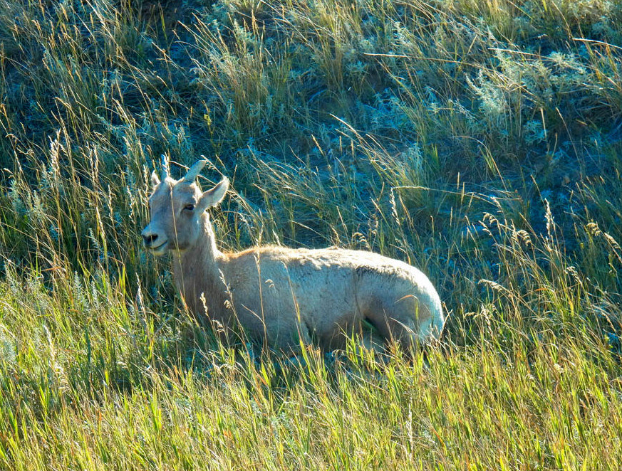 Bighorn Sheep just grass and chill