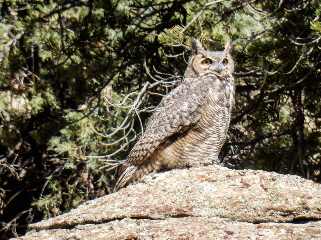 Elephant Rocks Great Horned Owl