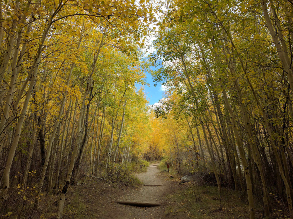 Mosca Trail Aspen