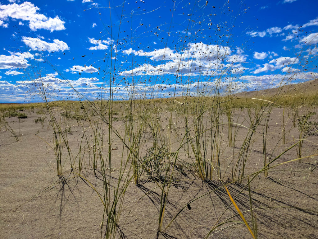 Indian Grass grows quite well in the sand dune eddies