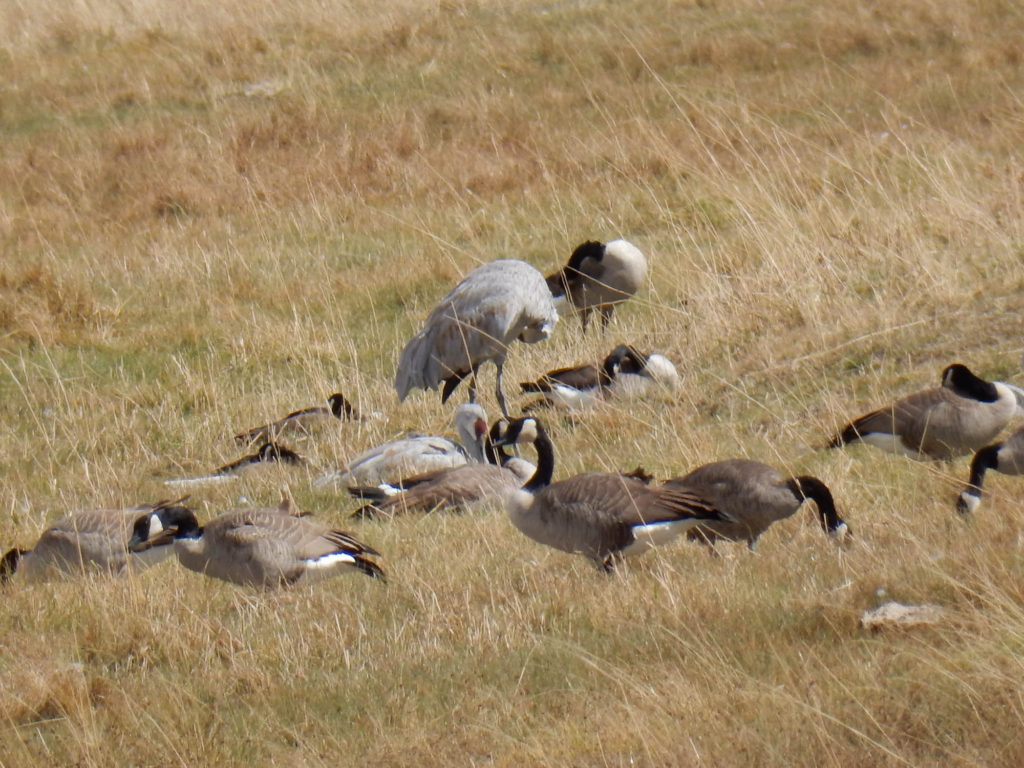 Monte Vista Sand Hill Cranes and Canadian Geese