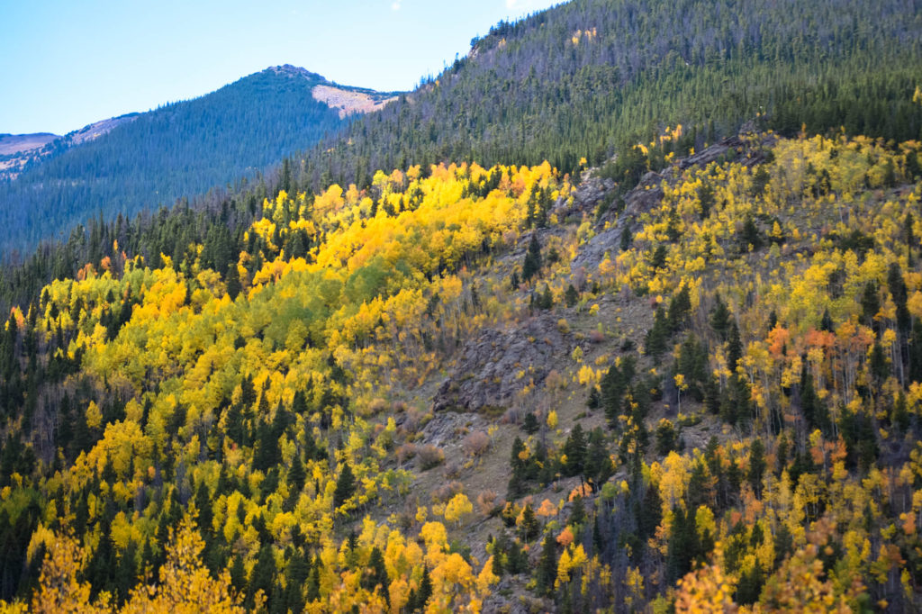 Aspens on a mountain side