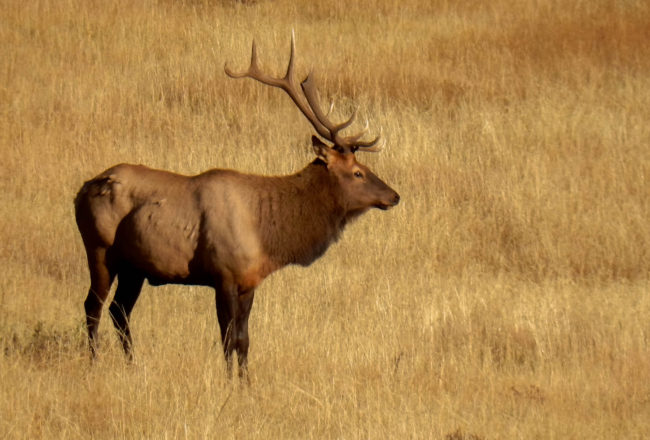 Listen for the bugles of Elk Bucks