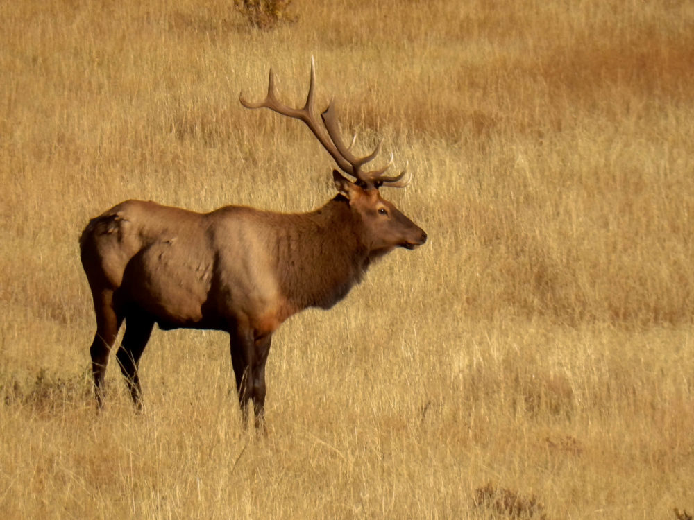 Listen for the bugles of Elk Bucks