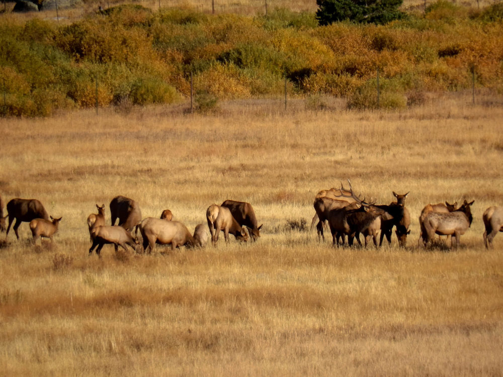 Elk Herd in October