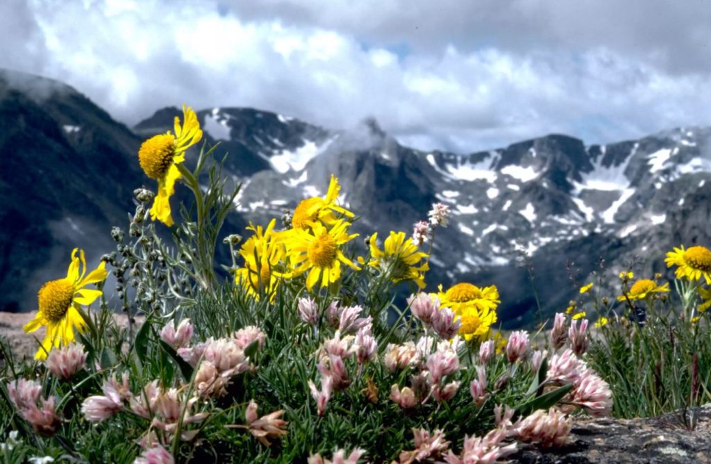 Wildflower viewing - A benefit of a spring visit. 