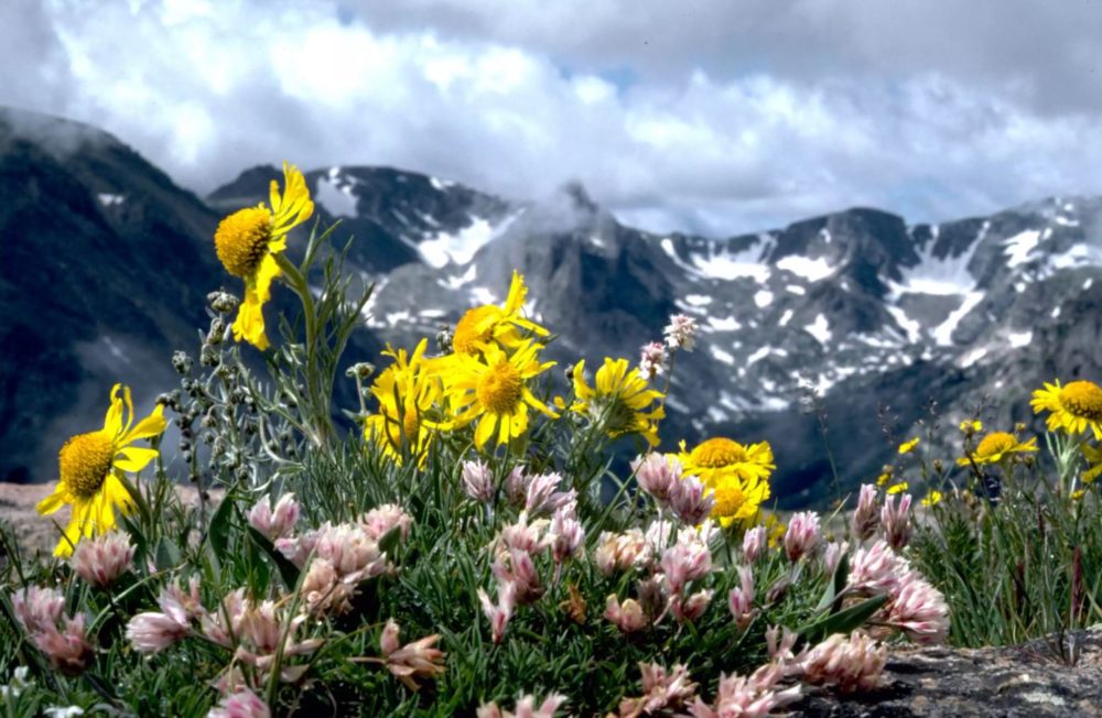 Wildflower viewing - A benefit of a spring visit.