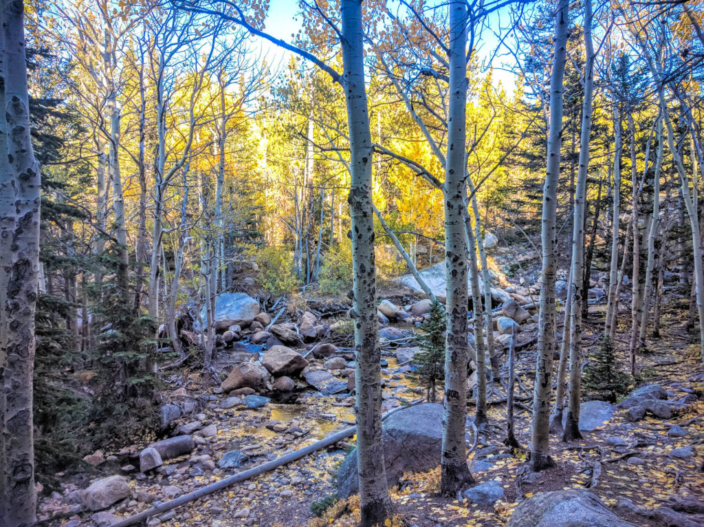 Aspen Grove Near Glacier Creek