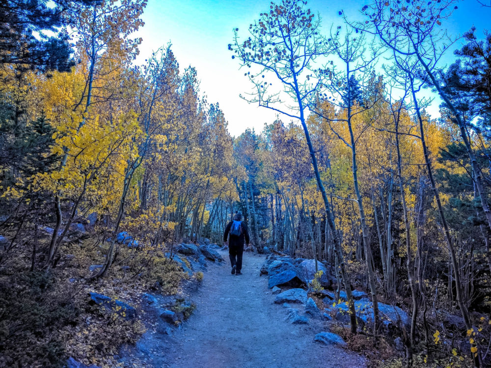 Through the aspens