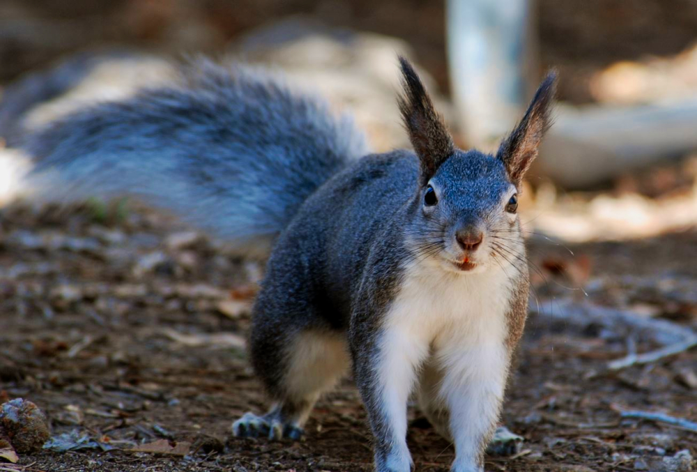 Abert's Squirrel