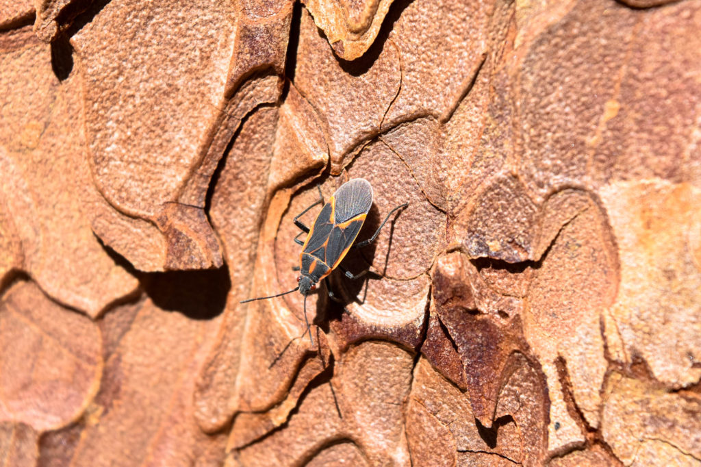 Boxelder Bug