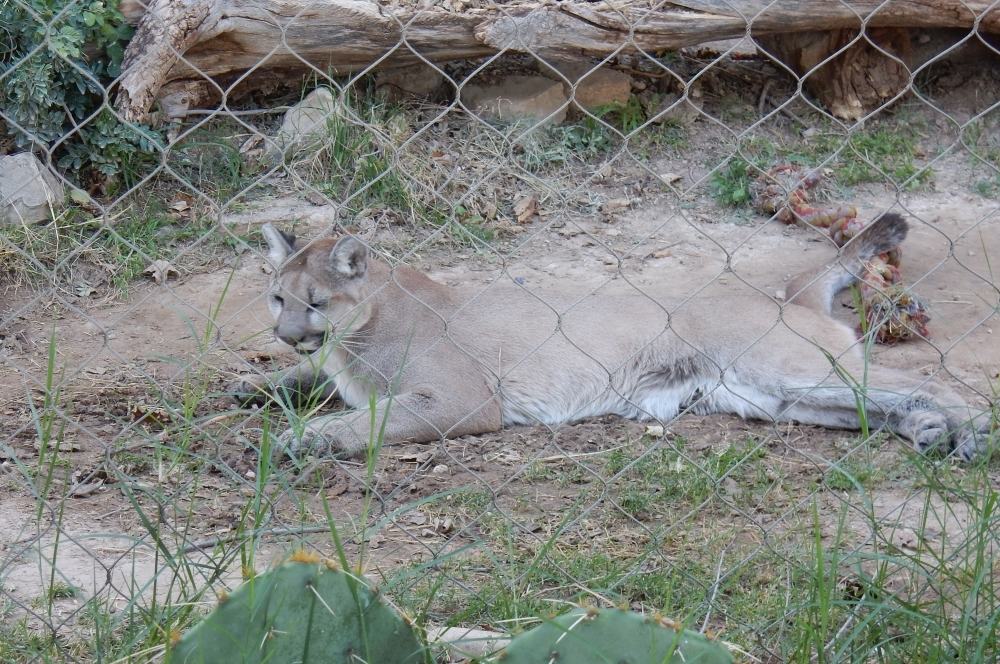 Here is one of the mountain lions at the park, taking a rest from romping with it;'s companion.
