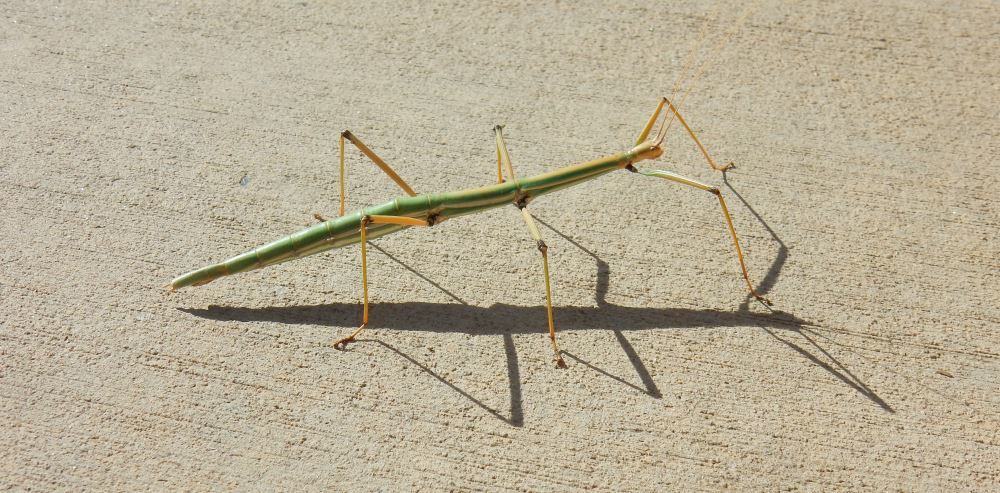 This was the first Walking Stick bug I'd ever seen in the wild. We found him on a sidewalk and gently helped him into the bushes where he wouldn't get stepped on.