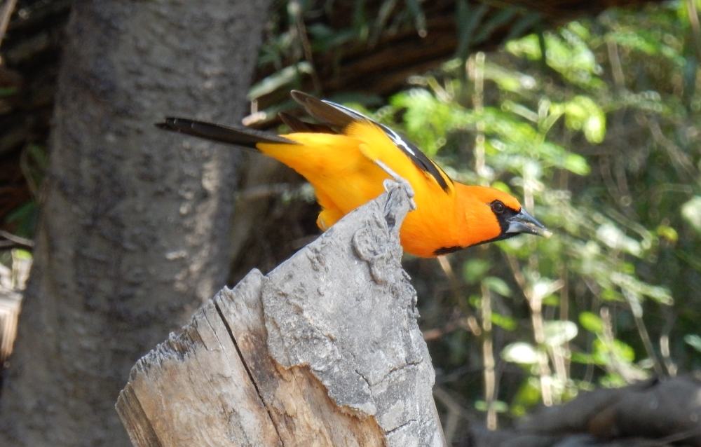 My theme for the year is not Altamira Oriole though considering how pretty they are, it might be a good one. It's great seeing really colorful birds down here in South East Texas.