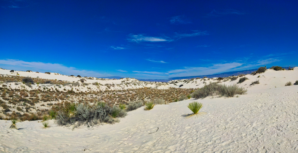 Plants in White Sand