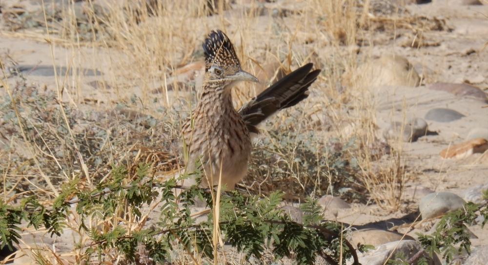 And here is a lovely road runner. We watched for about 20 minutes as it hunted amid the scrub.