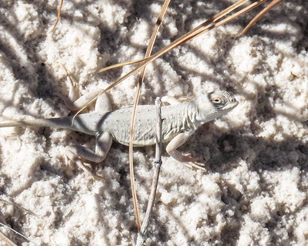 Bleached Earless Lizard