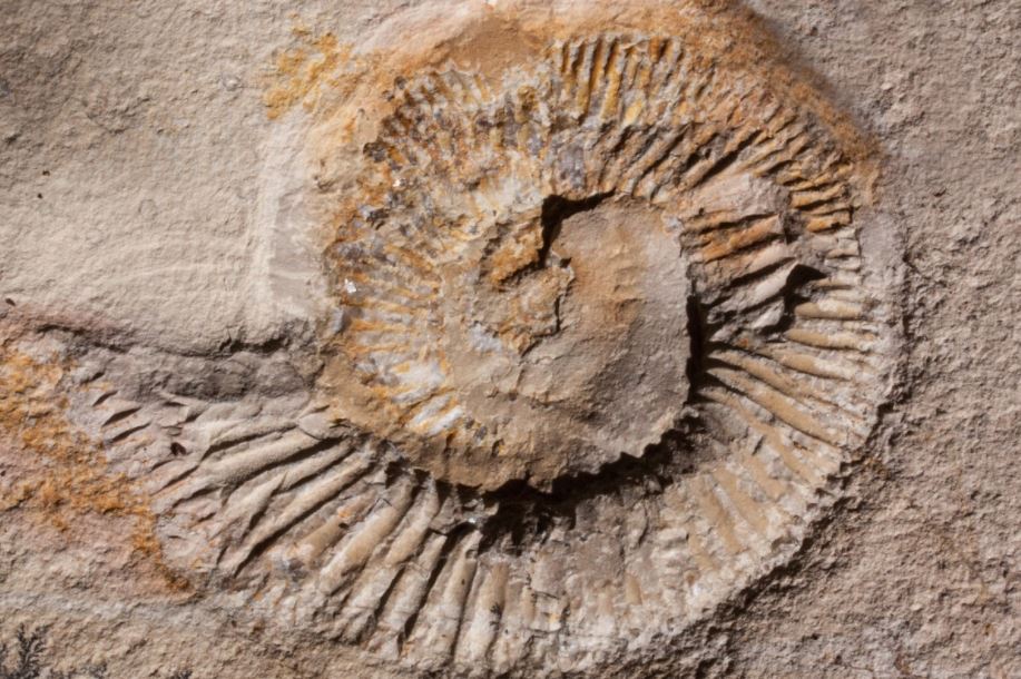 Fossils from the Permian Age 