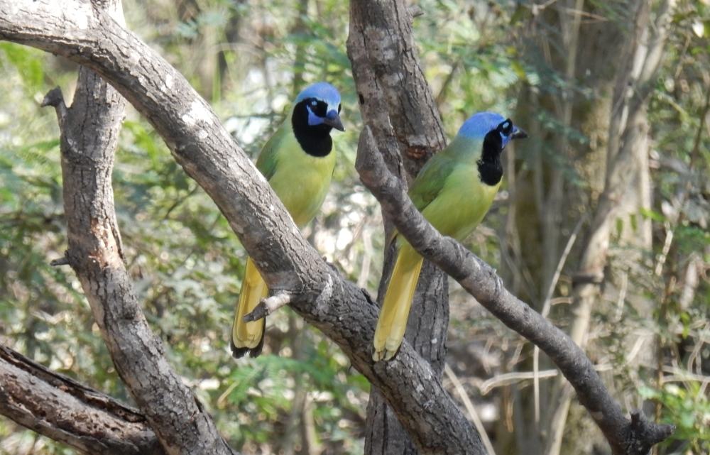 This post's image theme will be birds. We are parked next to a world birding sanctuary at the moment so I've got lots of em.